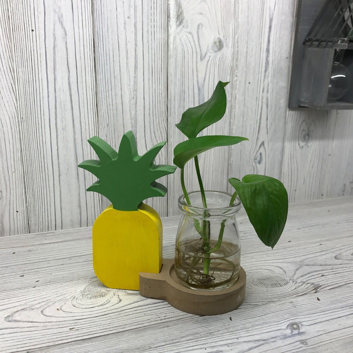 Hydroponic Home Decor