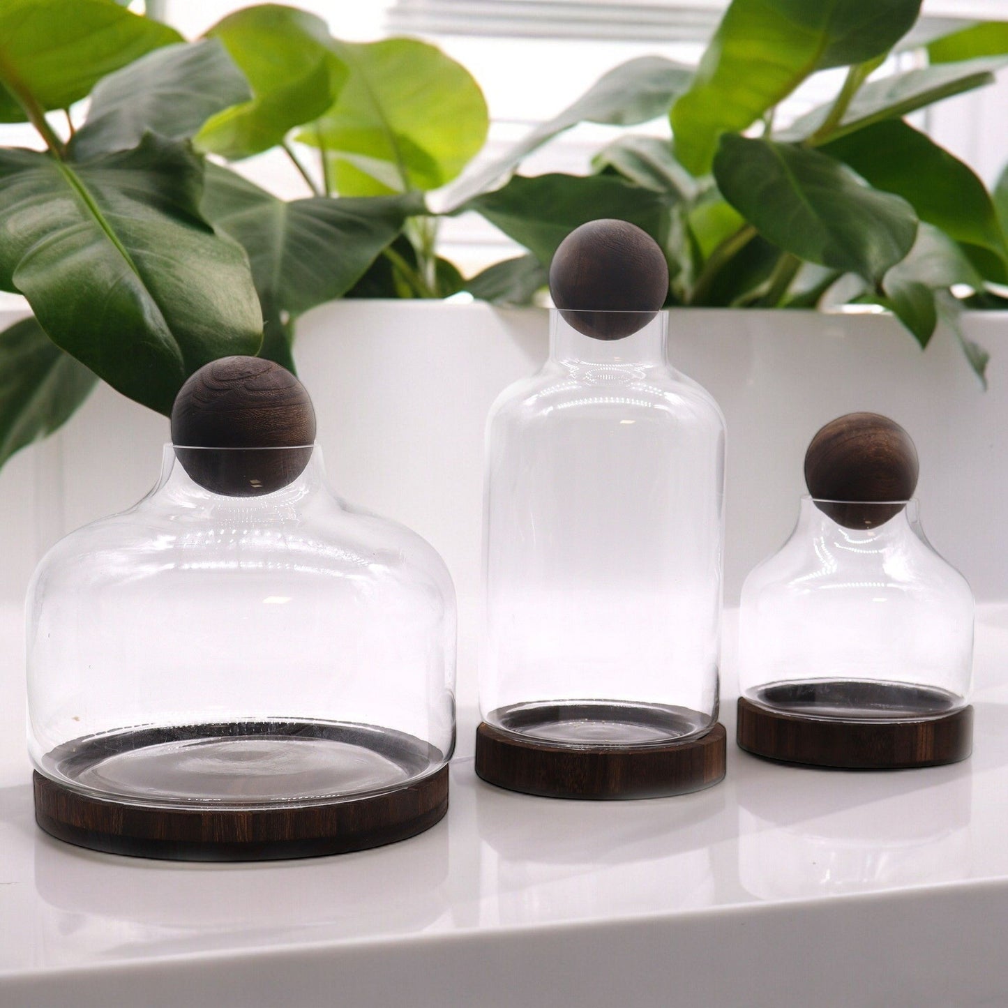Medium Ball Top Terrarium on Dark Tung Wood